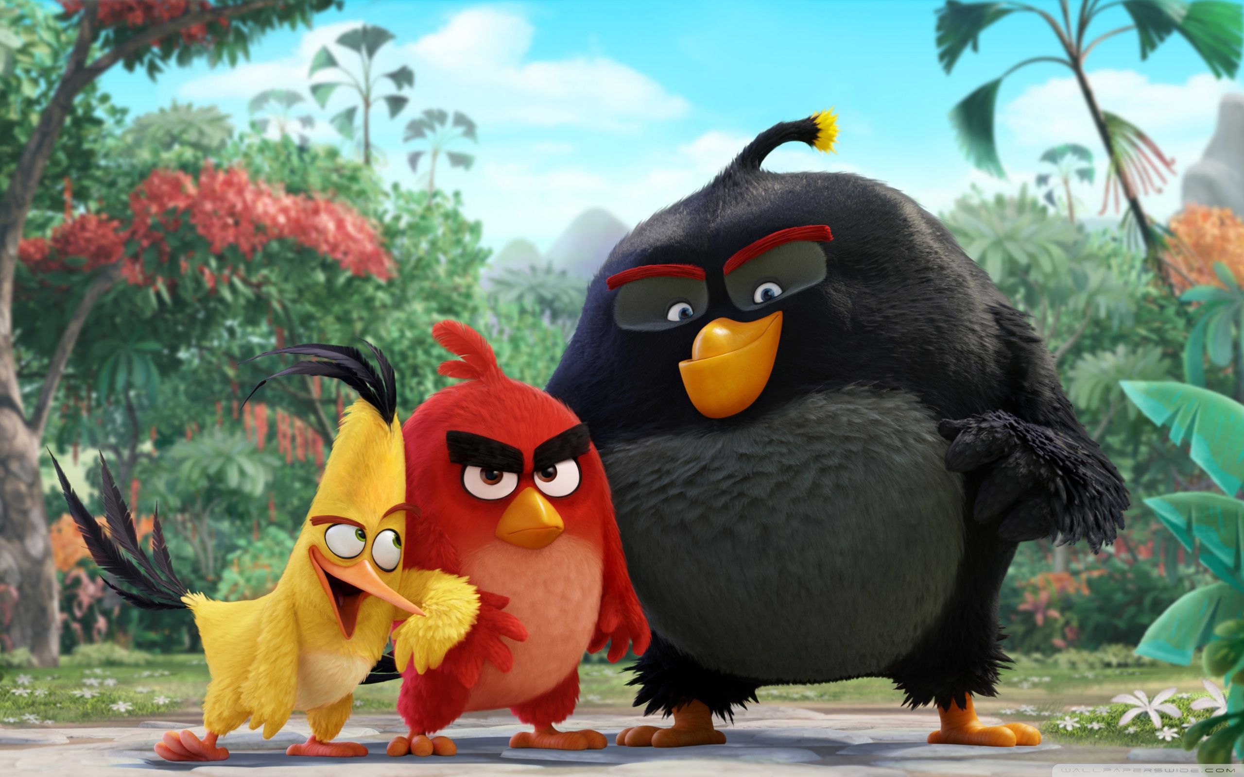 angry birds movie 2016 wallpaper 2560 x 1600